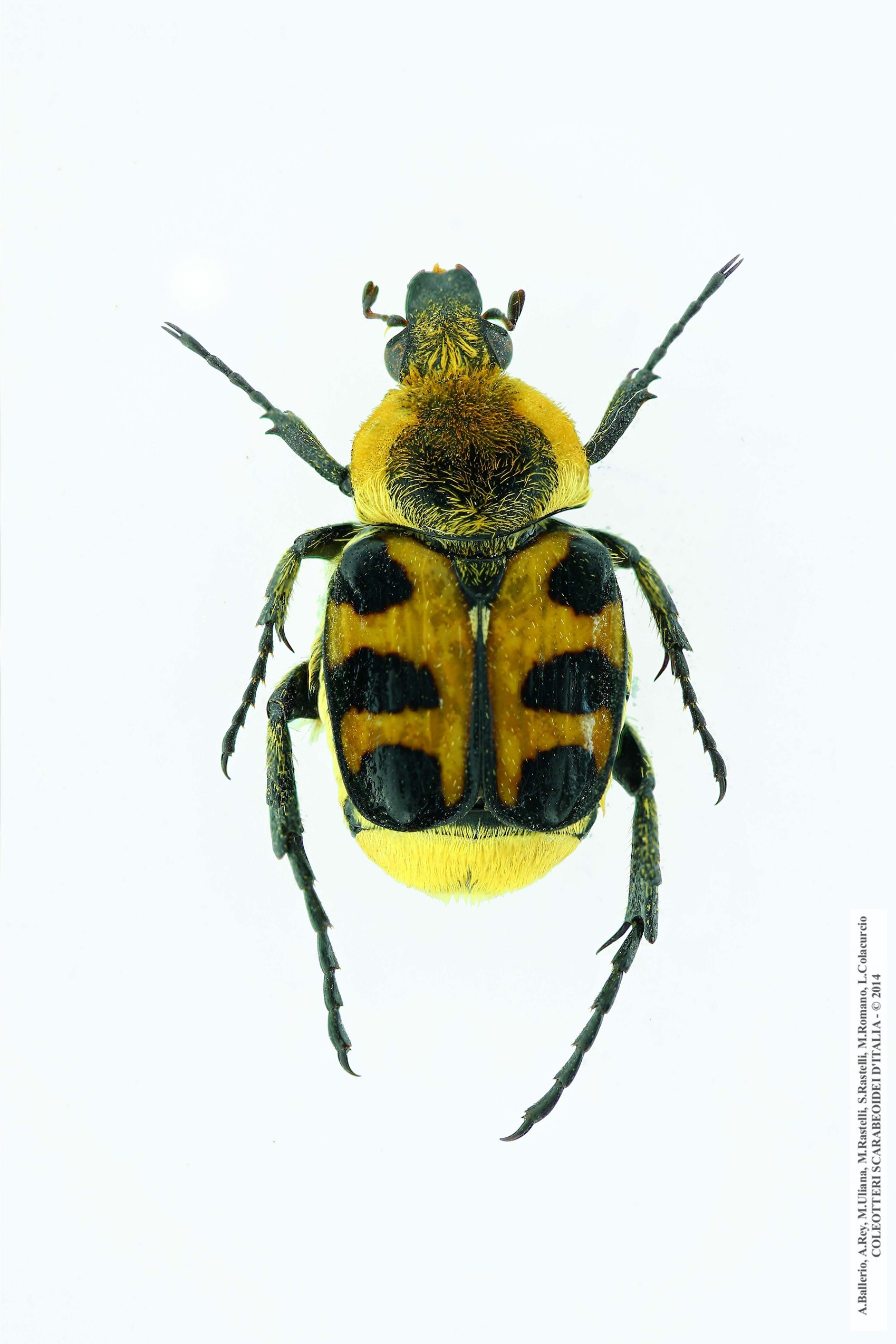 Trichius rosaceus  rosaceus